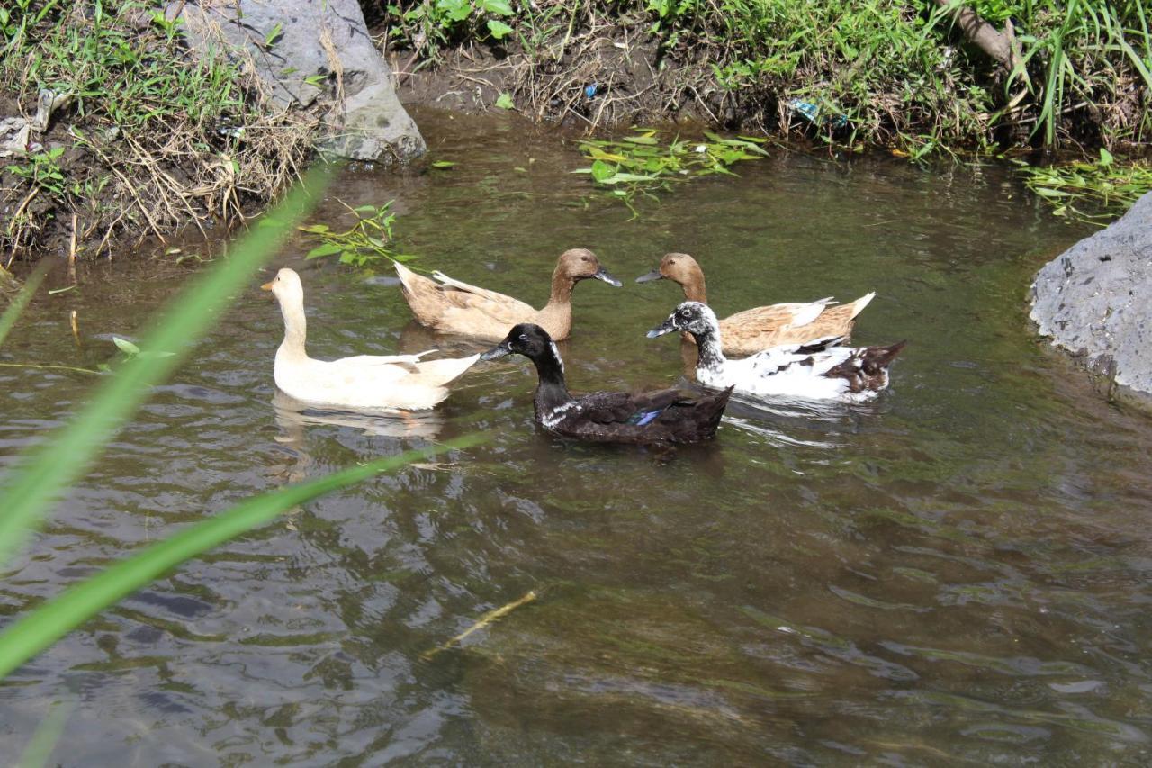 Pondok Tepi Sungai Sidemen  Kültér fotó